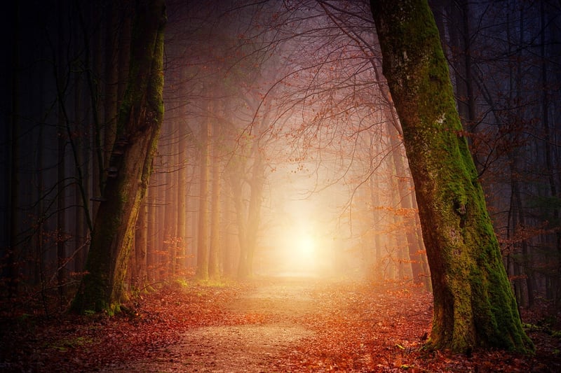 Whispering Woods